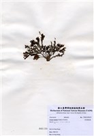 藏品(有柄褐扇藻)的圖片